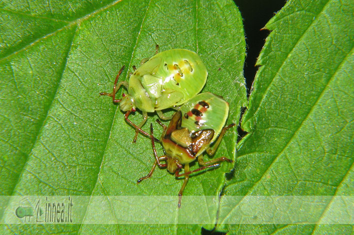 Ninfa Acanthosomidae?